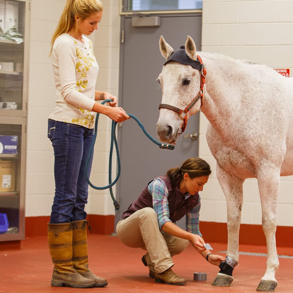 Vet med students examine a horse