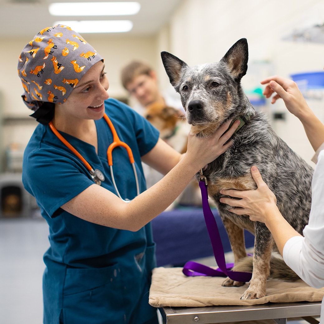 A vet med student examines a dog