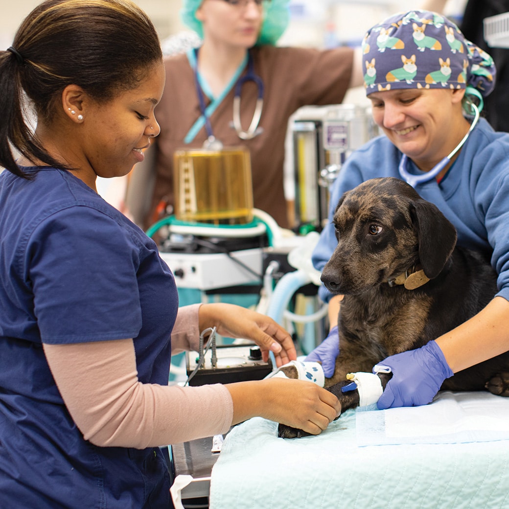 Two vet med students examine a dog