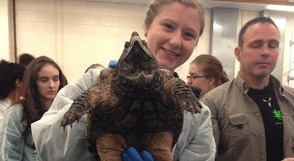 Wildlife medicine student holds a turtle