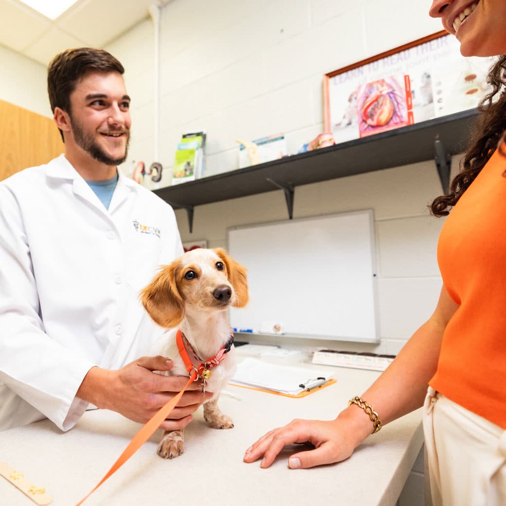 A veterinarian speaks with a woman wearing and orange sweater while a cute dachshund in an orange leash sits on the exam table