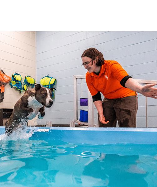 A veterinarian works with a dog jumping in a pool.
